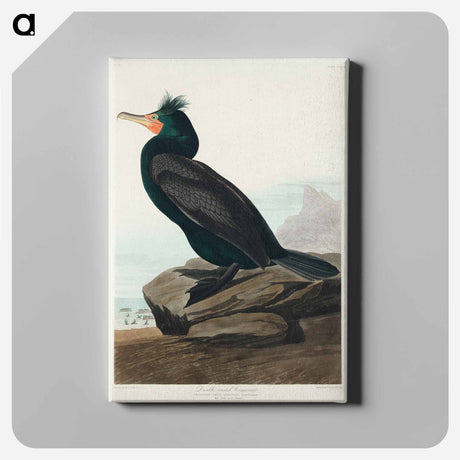アートパネル-Double-crested Cormorant from Birds of America
 - アメリカの鳥たち Canvas.