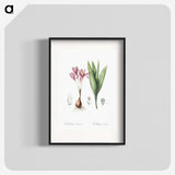 2-86_The-Lilies_blk
