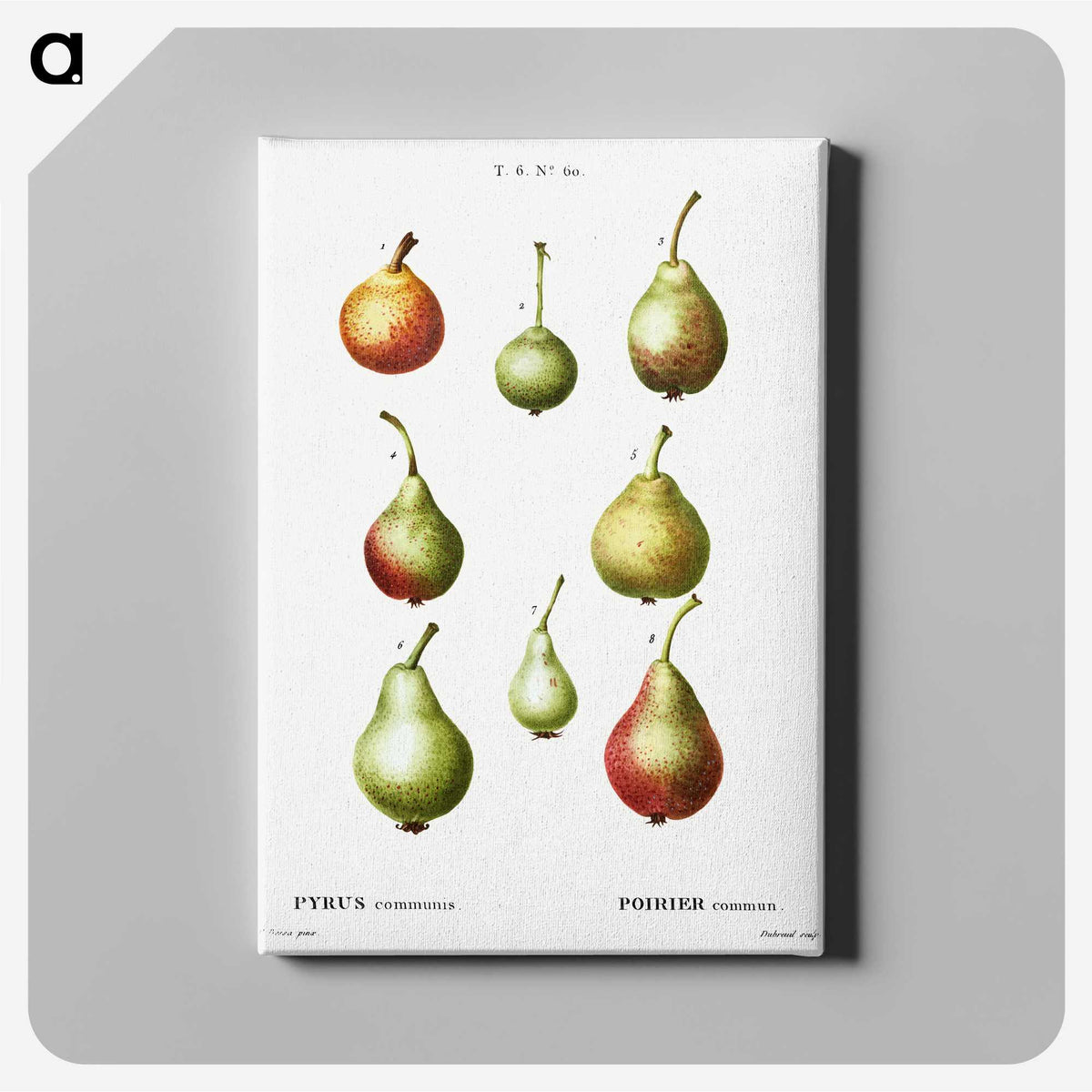 2-86_Treatise-on-Trees-and-Shrubs_canvas