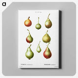 2-86_Treatise-on-Trees-and-Shrubs_canvas