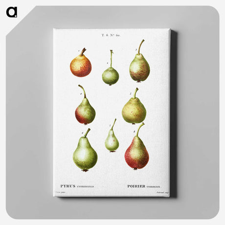 2-86_Treatise-on-Trees-and-Shrubs_canvas
