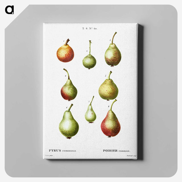 2-86_Treatise-on-Trees-and-Shrubs_canvas