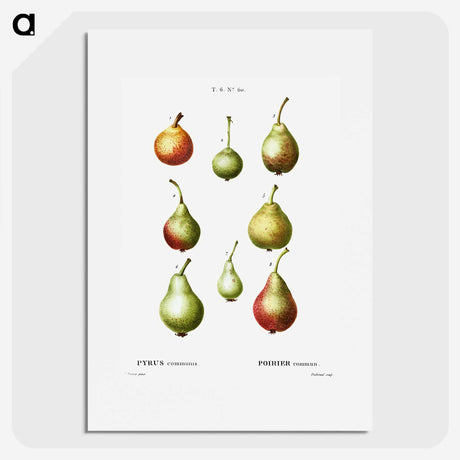 2-86_Treatise-on-Trees-and-Shrubs_picture
