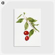2-86_USDA-Watercolor-Fruit-Painting-Collection_postcard