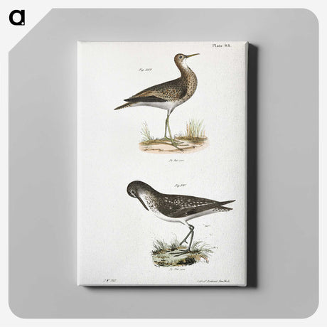 2-86_Zoology-of-New-York_canvas
