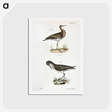 2-86_Zoology-of-New-York_hagaki
