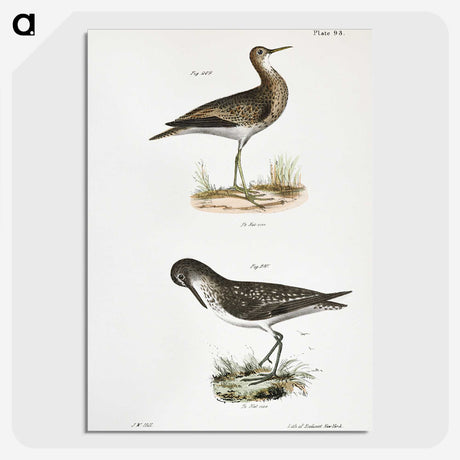 2-86_Zoology-of-New-York_picture-crop