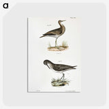 2-86_Zoology-of-New-York_postcard