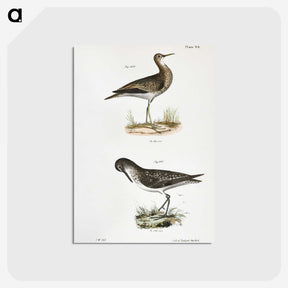 2-86_Zoology-of-New-York_postcard