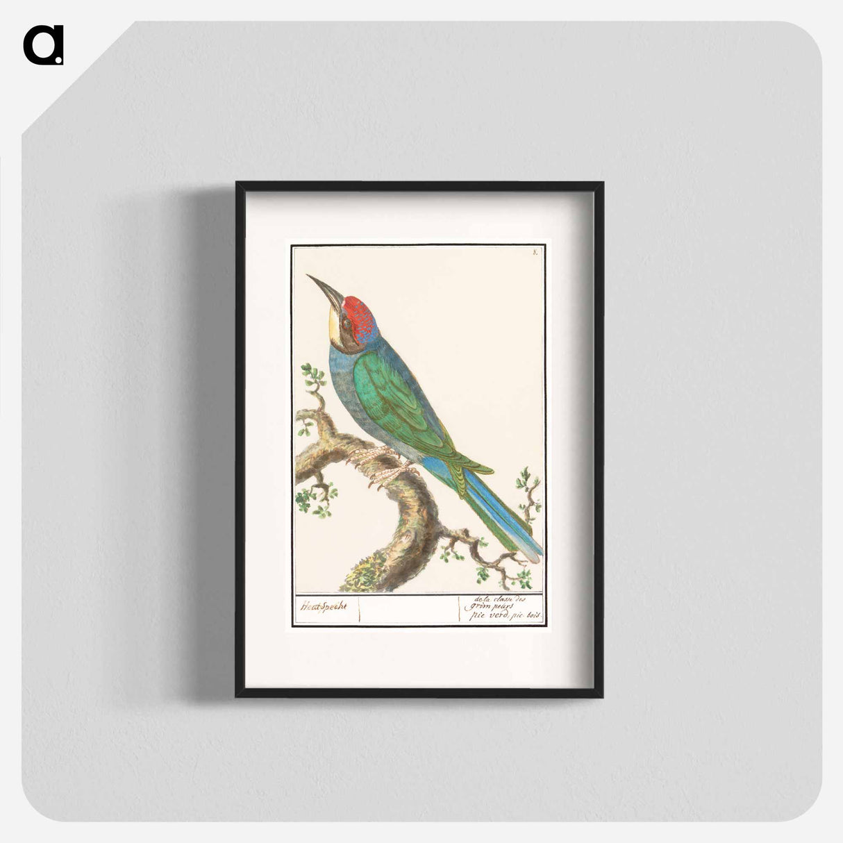 The European bee-eater - アンセルムス ボエティウス デ ブート Poster.