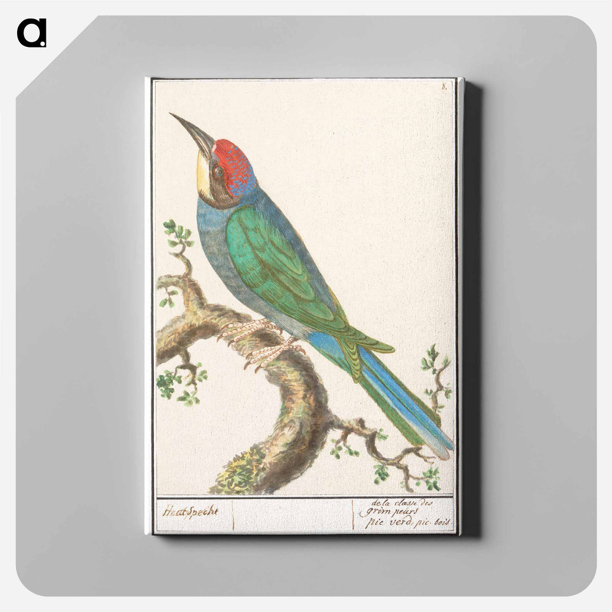 The European bee-eater - アンセルムス ボエティウス デ ブート Canvas.