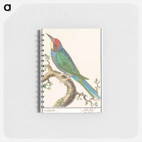 アートメモ帳-The European bee-eater - アンセルムス ボエティウス デ ブート Memo.