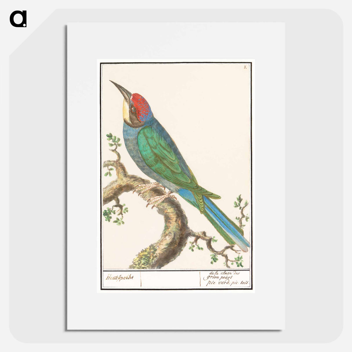 The European bee-eater - アンセルムス ボエティウス デ ブート Poster.