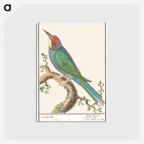 アートポストカード-The European bee-eater - アンセルムス ボエティウス デ ブート Postcard.