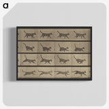 2-87_Eadweard-Muybridge_blk-crop