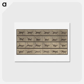 アートポストカード-Animal Locomotion
 - エドワード マイブリッジ Postcard.