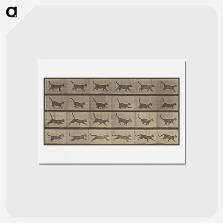 アートポストカード-Animal Locomotion
 - エドワード マイブリッジ Postcard.