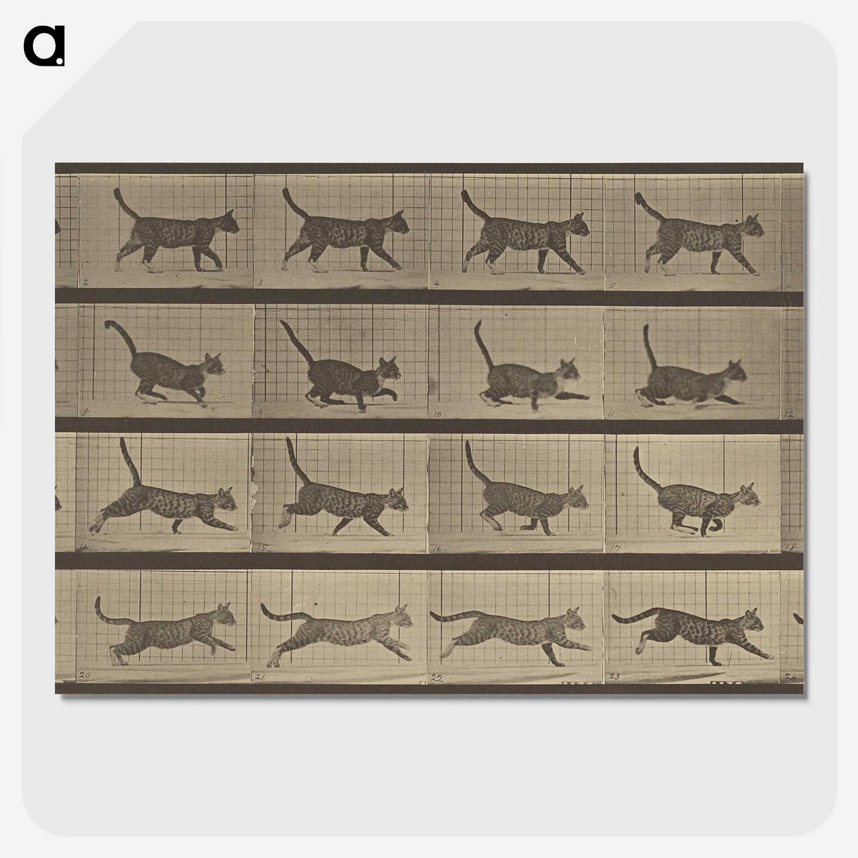 2-87_Eadweard-Muybridge_picture-crop