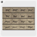 2-87_Eadweard-Muybridge_picture-crop
