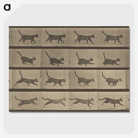2-87_Eadweard-Muybridge_picture-crop