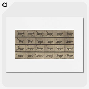 2-87_Eadweard-Muybridge_picture