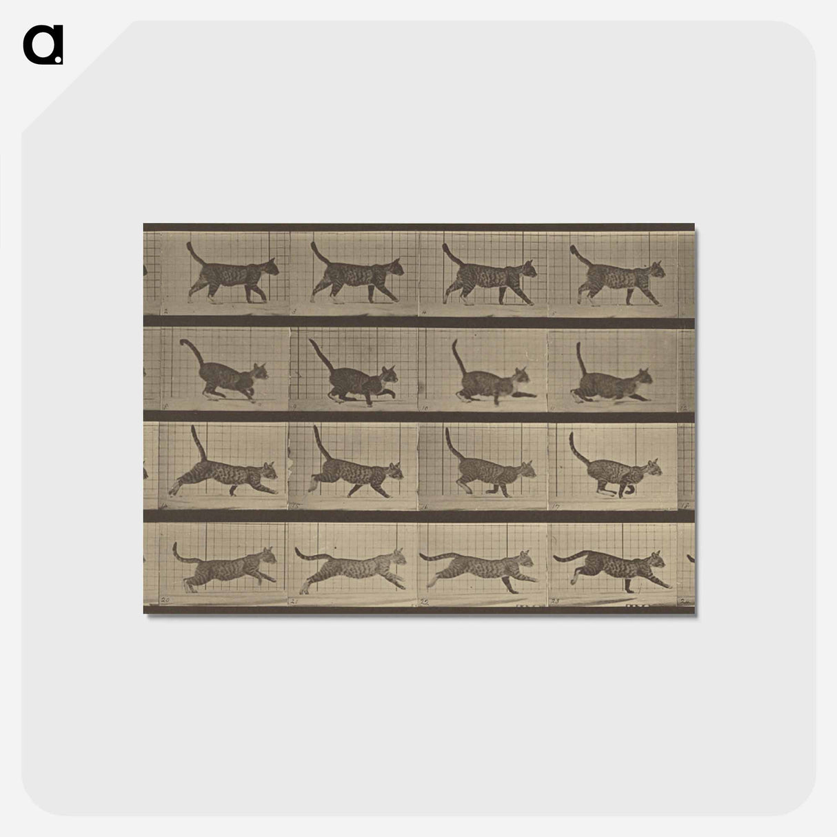 アートポストカード-Animal Locomotion
 - エドワード マイブリッジ Postcard.