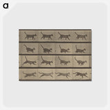 アートポストカード-Animal Locomotion
 - エドワード マイブリッジ Postcard.