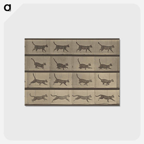 アートポストカード-Animal Locomotion
 - エドワード マイブリッジ Postcard.