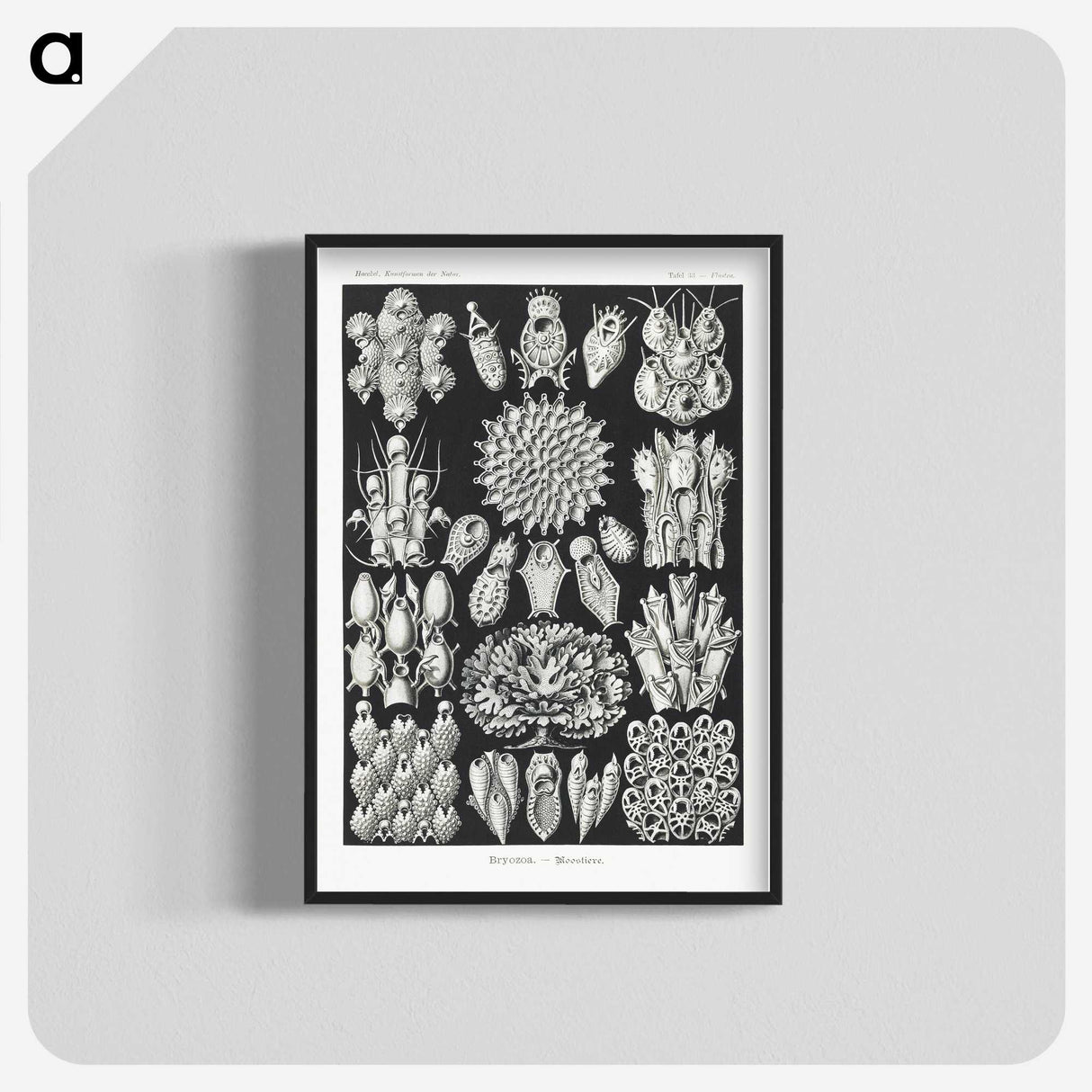2-87_Ernst-Haeckel_blk-crop
