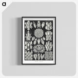 2-87_Ernst-Haeckel_blk-crop