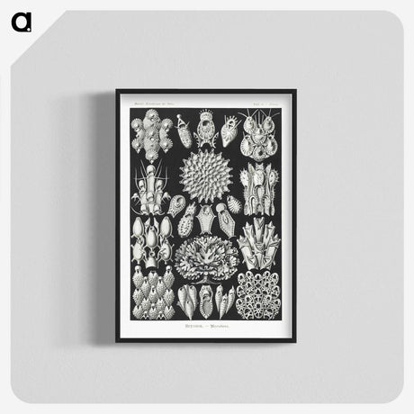 2-87_Ernst-Haeckel_blk-crop