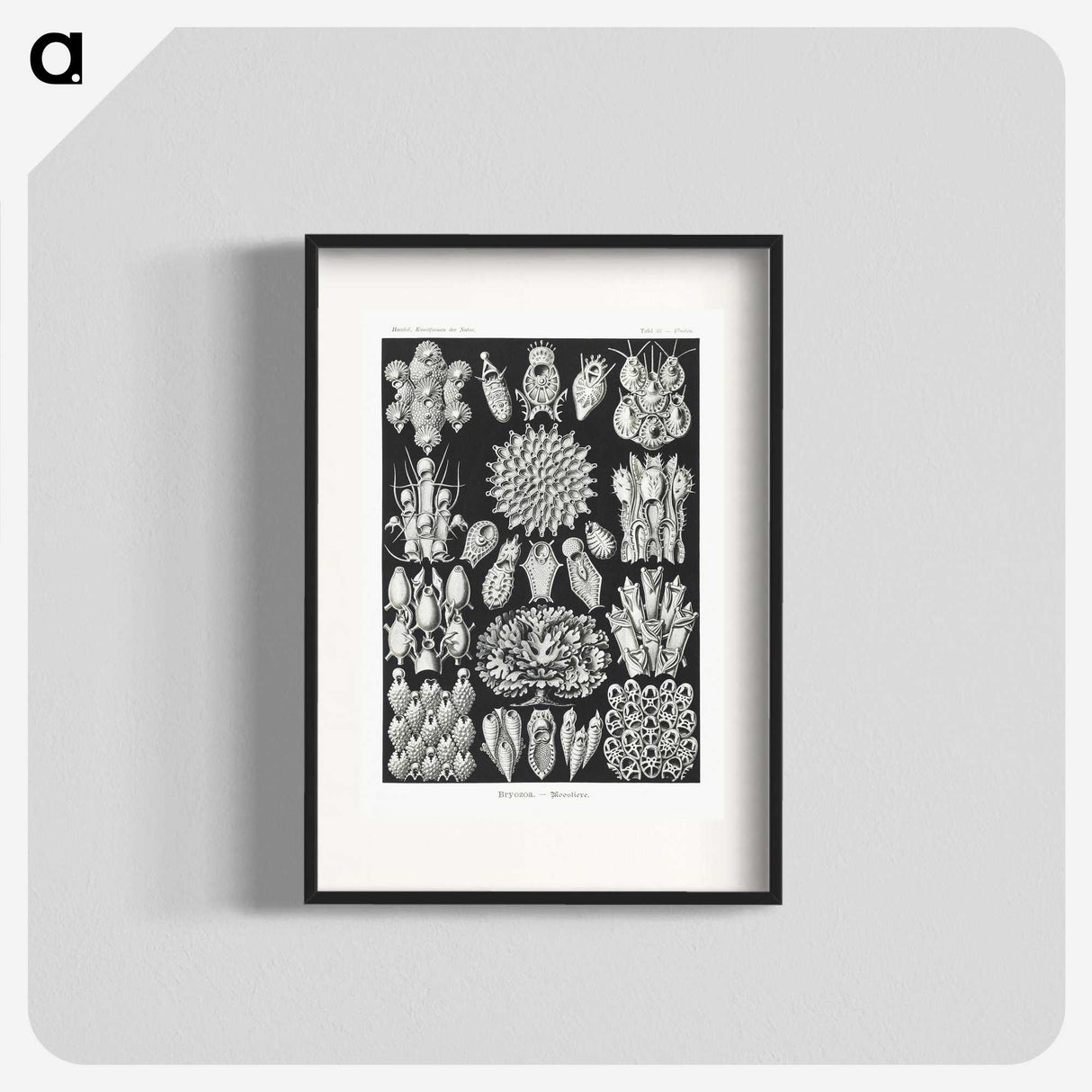 2-87_Ernst-Haeckel_blk