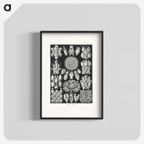 2-87_Ernst-Haeckel_blk
