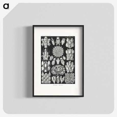 2-87_Ernst-Haeckel_blk