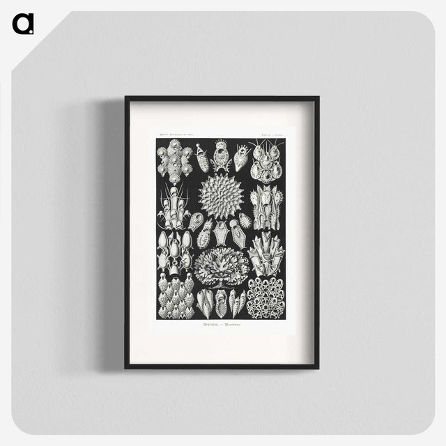 2-87_Ernst-Haeckel_blk