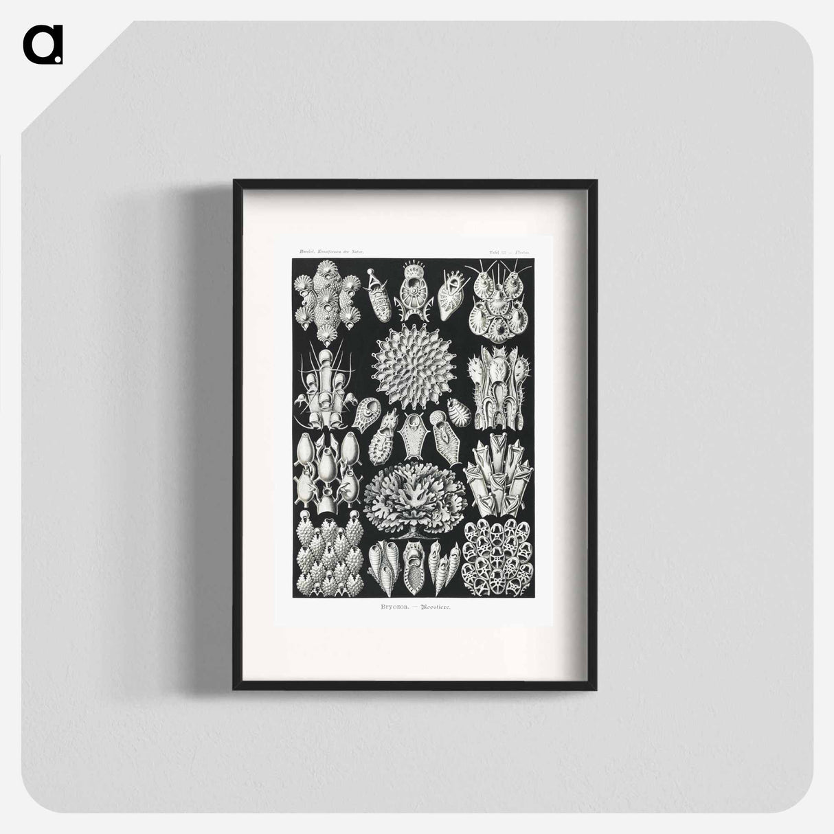 Bryozoa–Woostiere - エルンスト ヘッケル Poster.