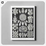 2-87_Ernst-Haeckel_canvas