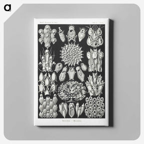 2-87_Ernst-Haeckel_canvas