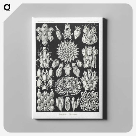 2-87_Ernst-Haeckel_canvas