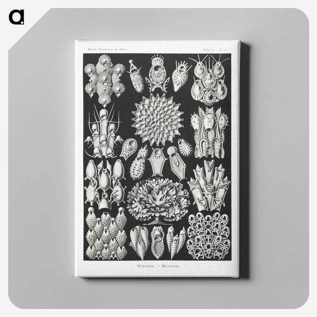 2-87_Ernst-Haeckel_canvas