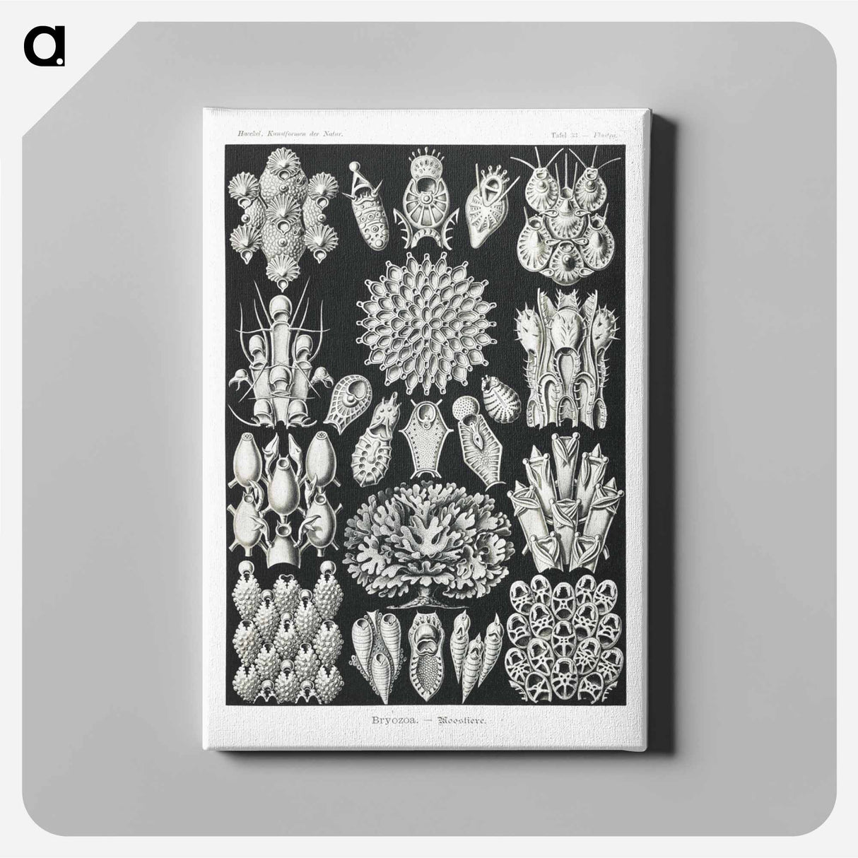 Bryozoa–Woostiere - エルンスト ヘッケル Canvas.