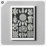 Bryozoa–Woostiere - エルンスト ヘッケル Canvas.
