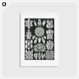アートポストカード-Bryozoa–Woostiere - エルンスト ヘッケル Postcard.