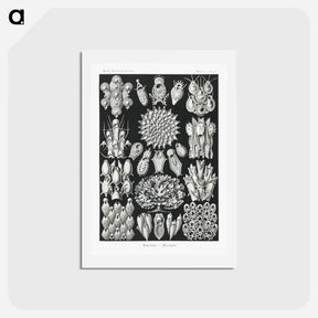 アートポストカード-Bryozoa–Woostiere - エルンスト ヘッケル Postcard.