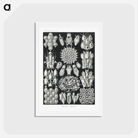 アートポストカード-Bryozoa–Woostiere - エルンスト ヘッケル Postcard.