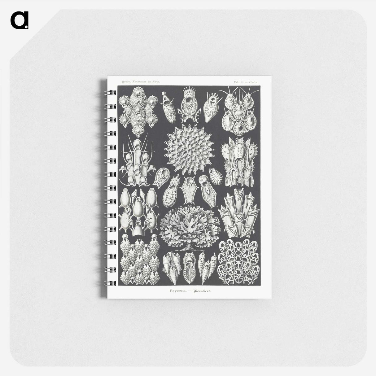 2-87_Ernst-Haeckel_memo