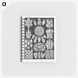 2-87_Ernst-Haeckel_memo