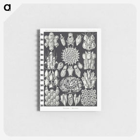 2-87_Ernst-Haeckel_memo