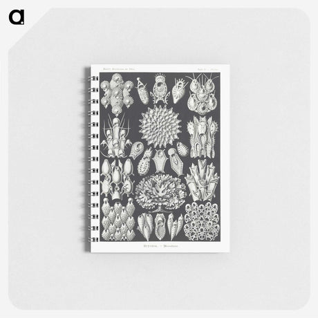 2-87_Ernst-Haeckel_memo