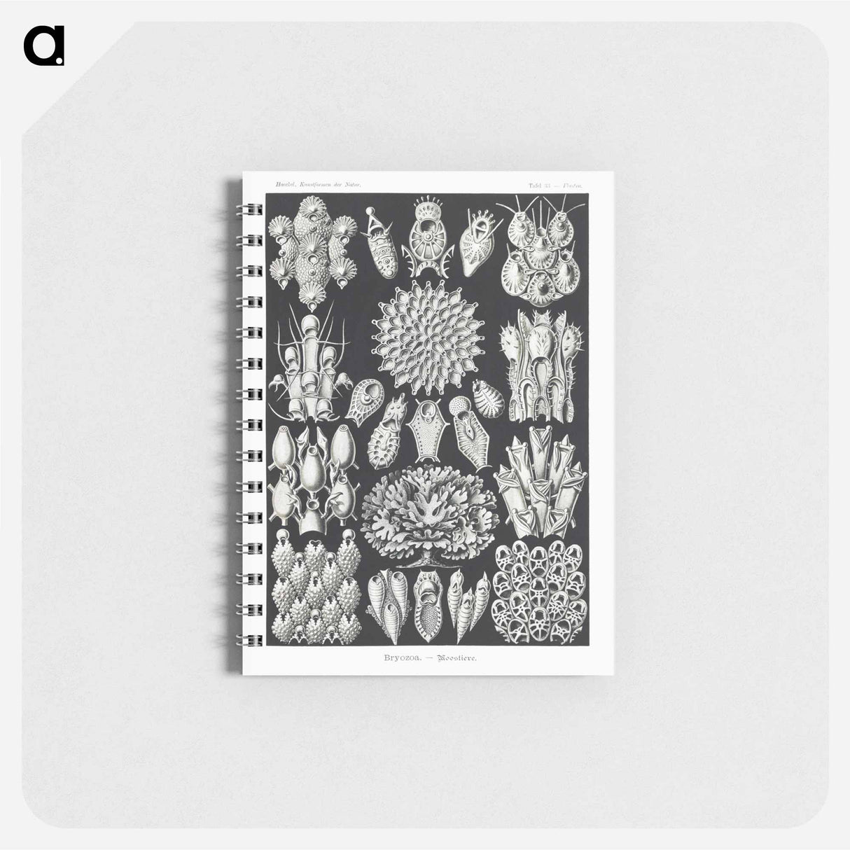 アートメモ帳-Bryozoa–Woostiere - エルンスト ヘッケル Memo.